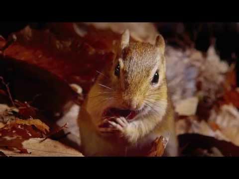 Tiny Giants 3D fragman