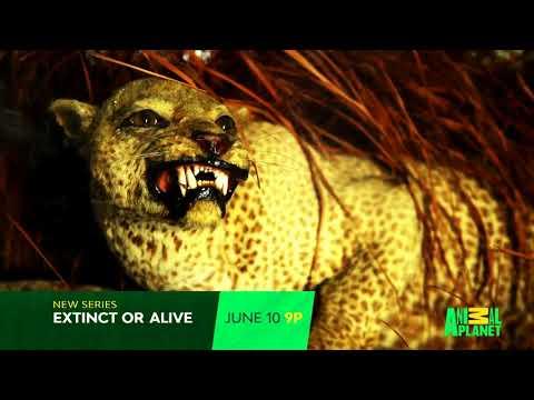 Extinct or Alive fragman