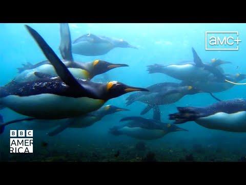 Frozen Planet II fragman