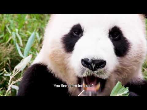 Pas plus bêtes que nous fragman