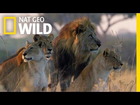 Savage Kingdom fragman