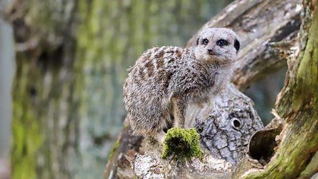 Meerkat and Giant Millipede