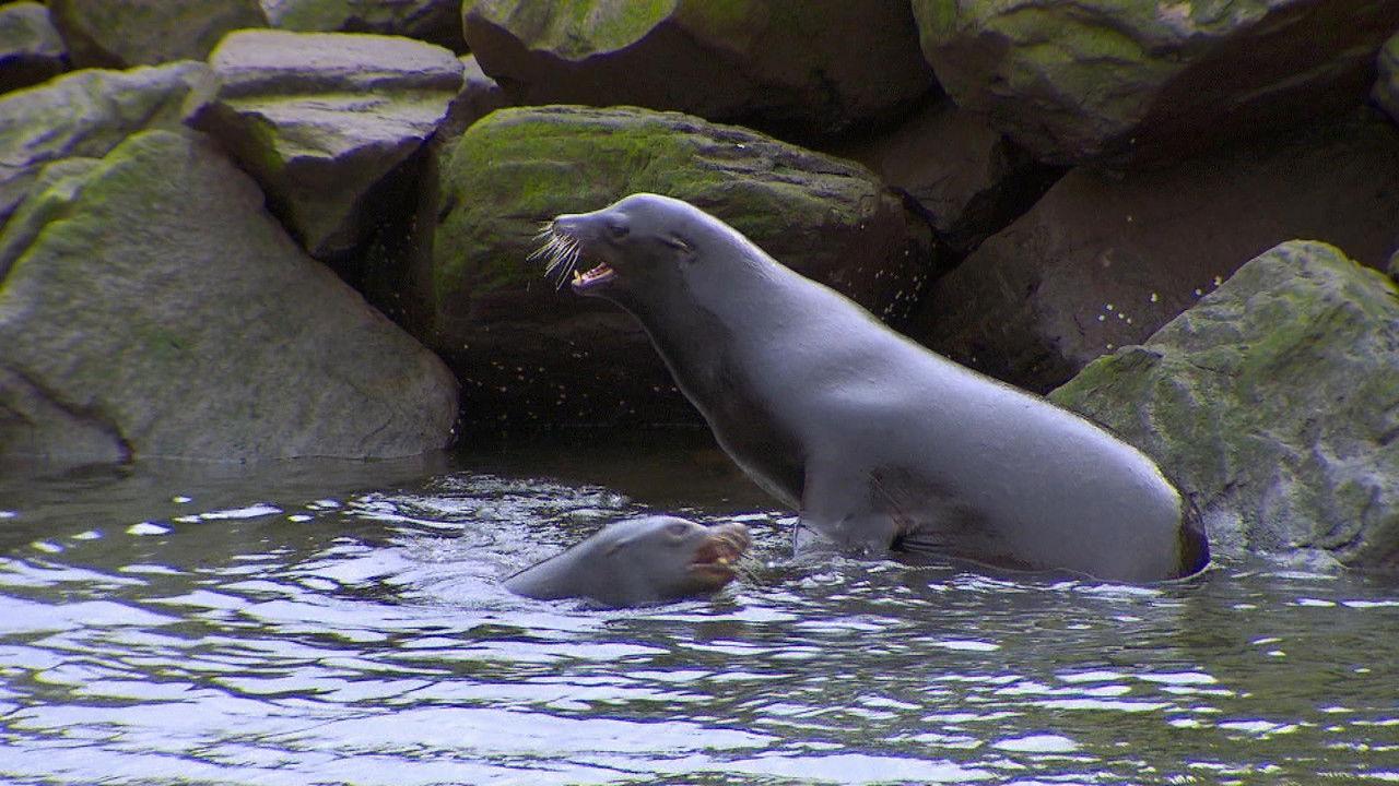 Sea Lions, Oyster Meroir