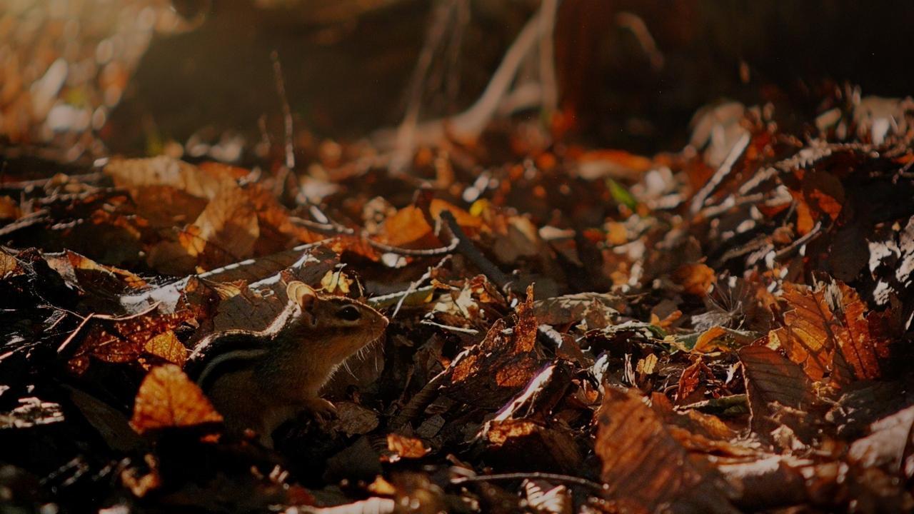 Tiny Giants 3D backdrop