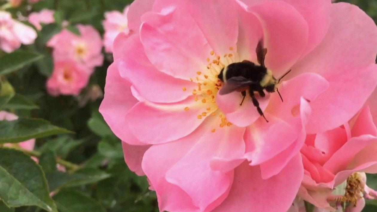 Backyard Habitat & 2nd-Graders at the Bay