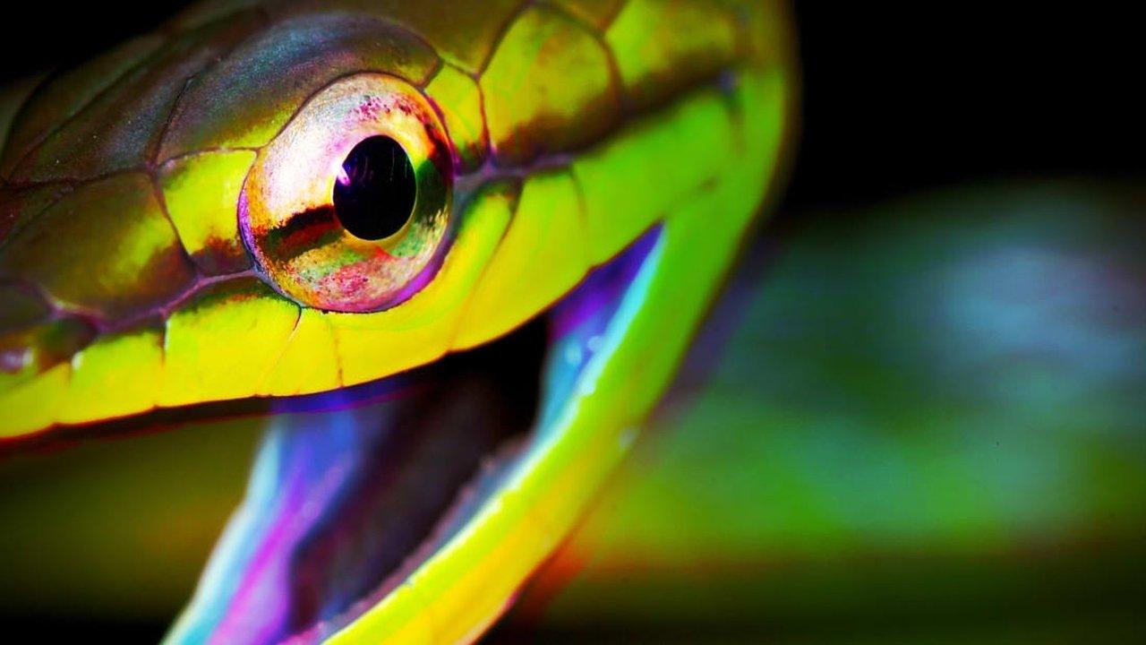 Weird, True & Freaky backdrop