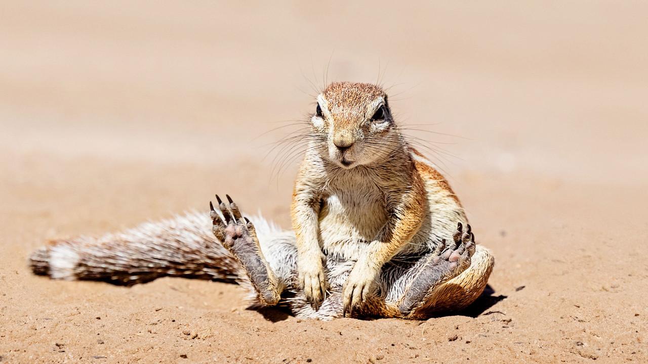 When Nature Calls with Helen Mirren backdrop