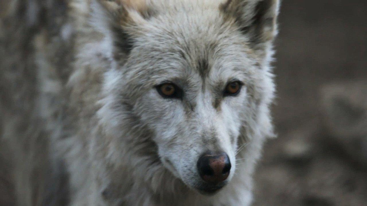 Southern Rocky Mountain Wolf
