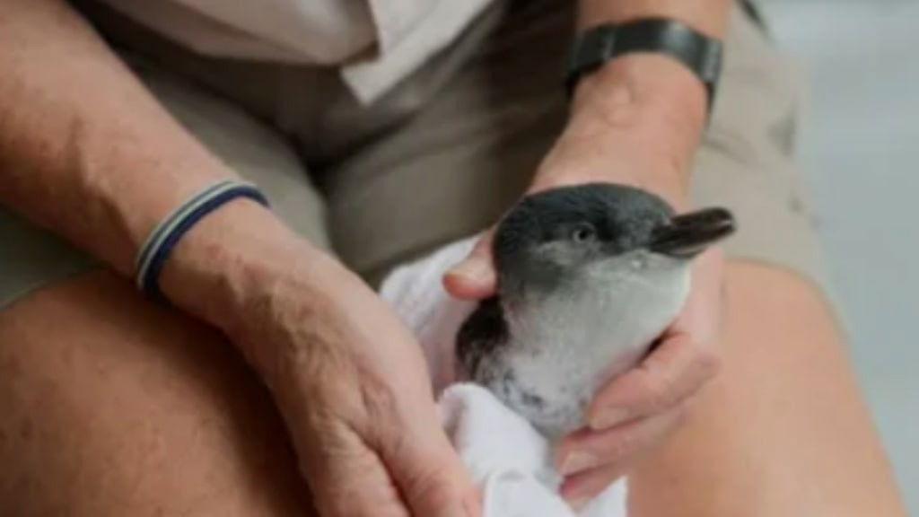 Little Penguin Rescue