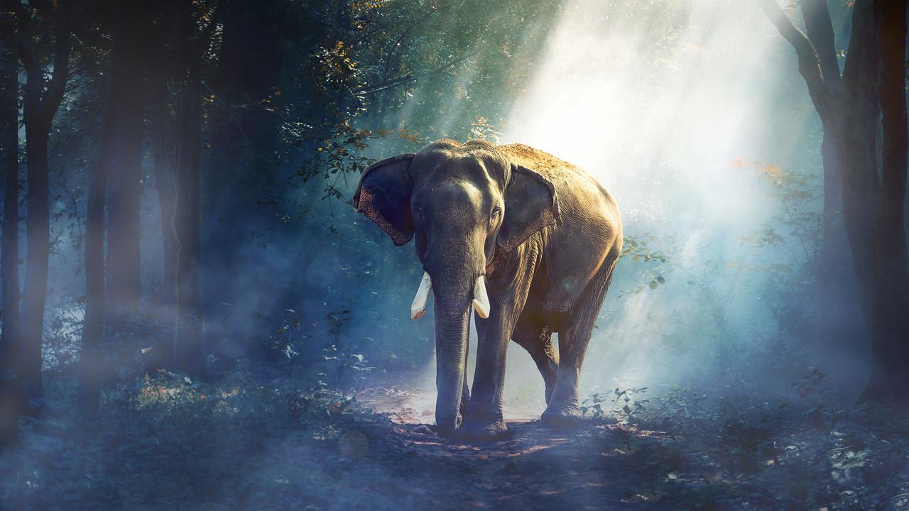 Equator's Wild Secrets backdrop