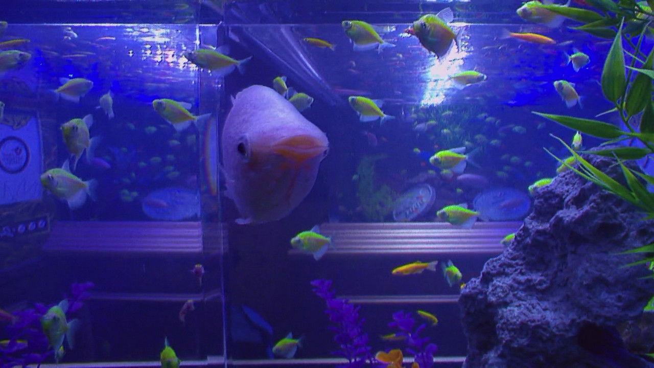 Learn to Love or Love to Learn