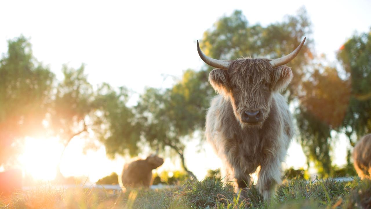 The Biggest Little Farm: The Return backdrop