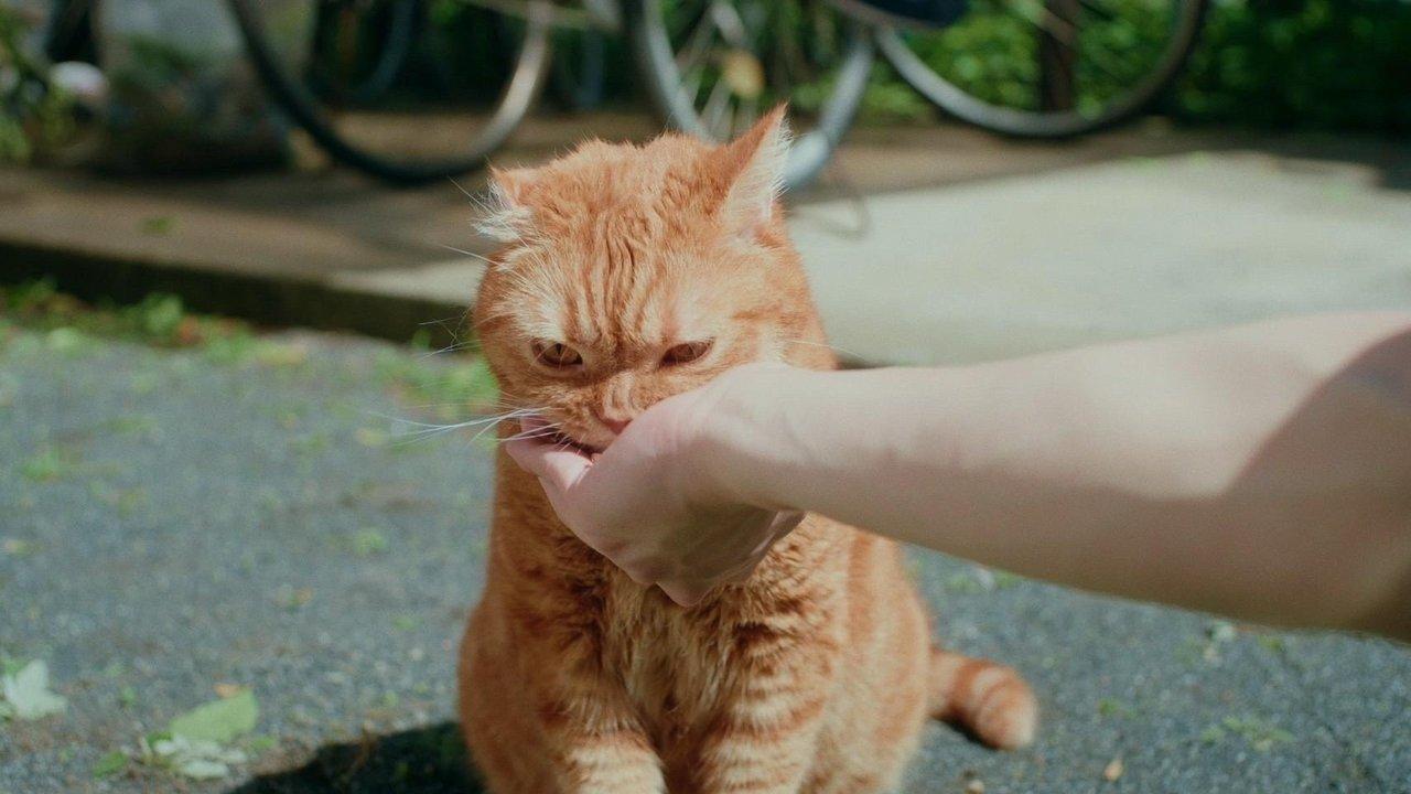 Some Love Begins with Mistaken Identity backdrop