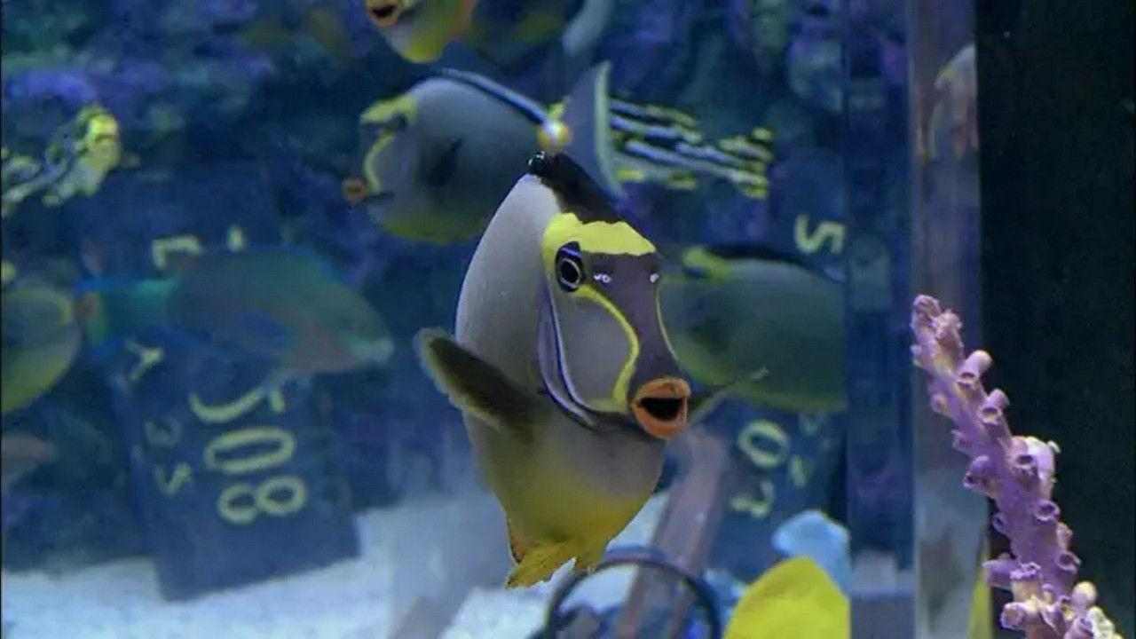 Swimming with the Sharks