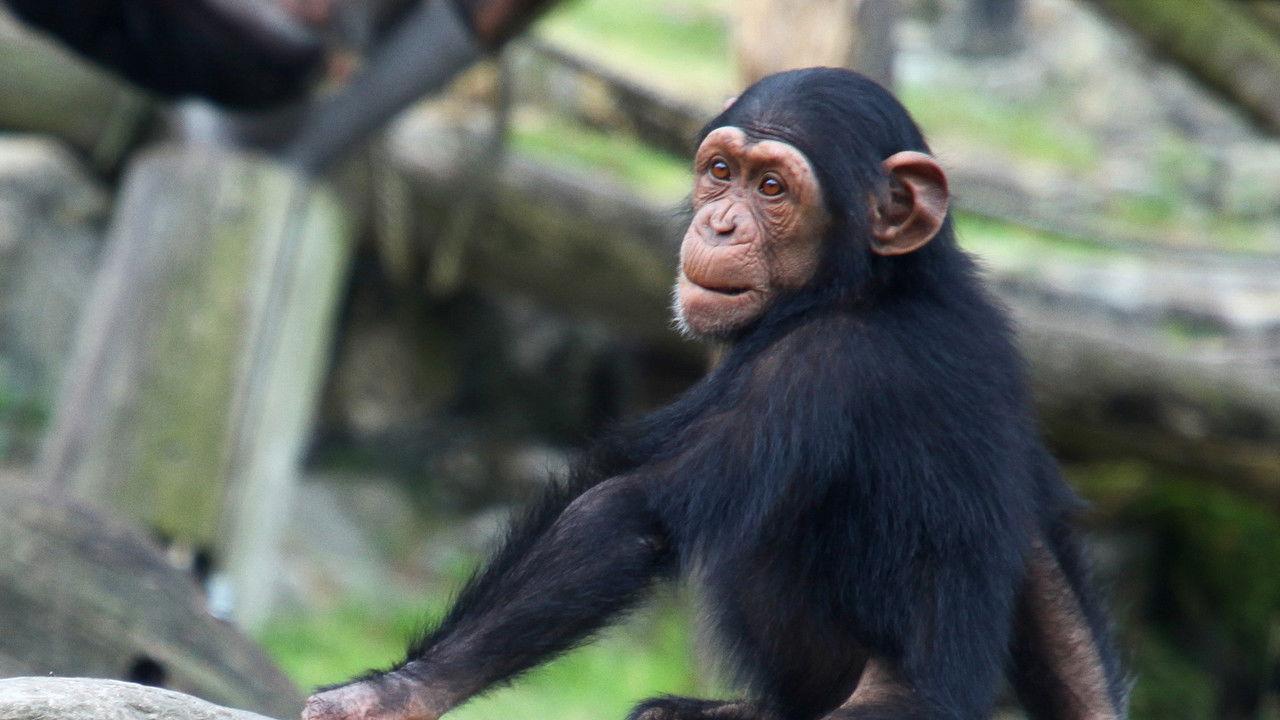 Inside Taronga Zoo backdrop