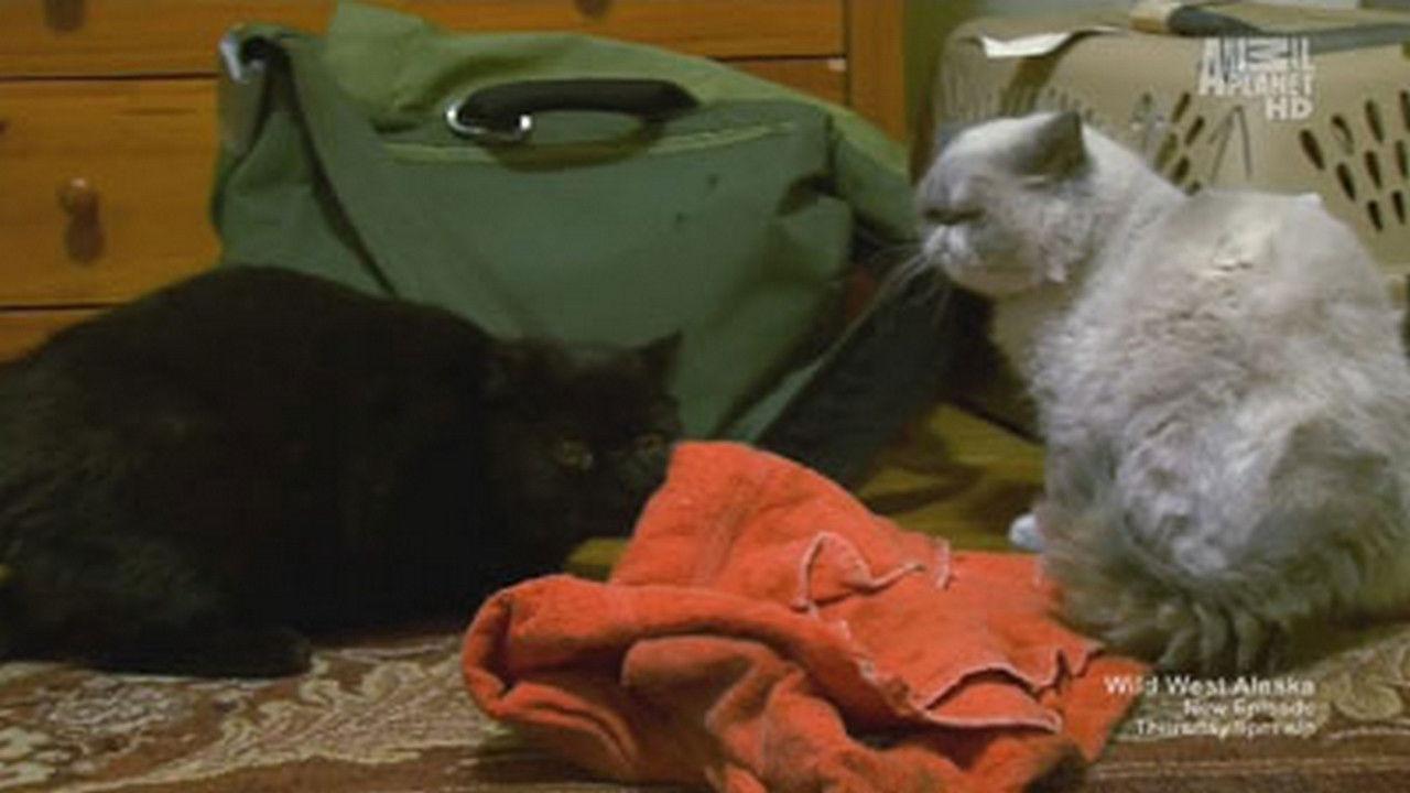 Deaf, Blind and Biting