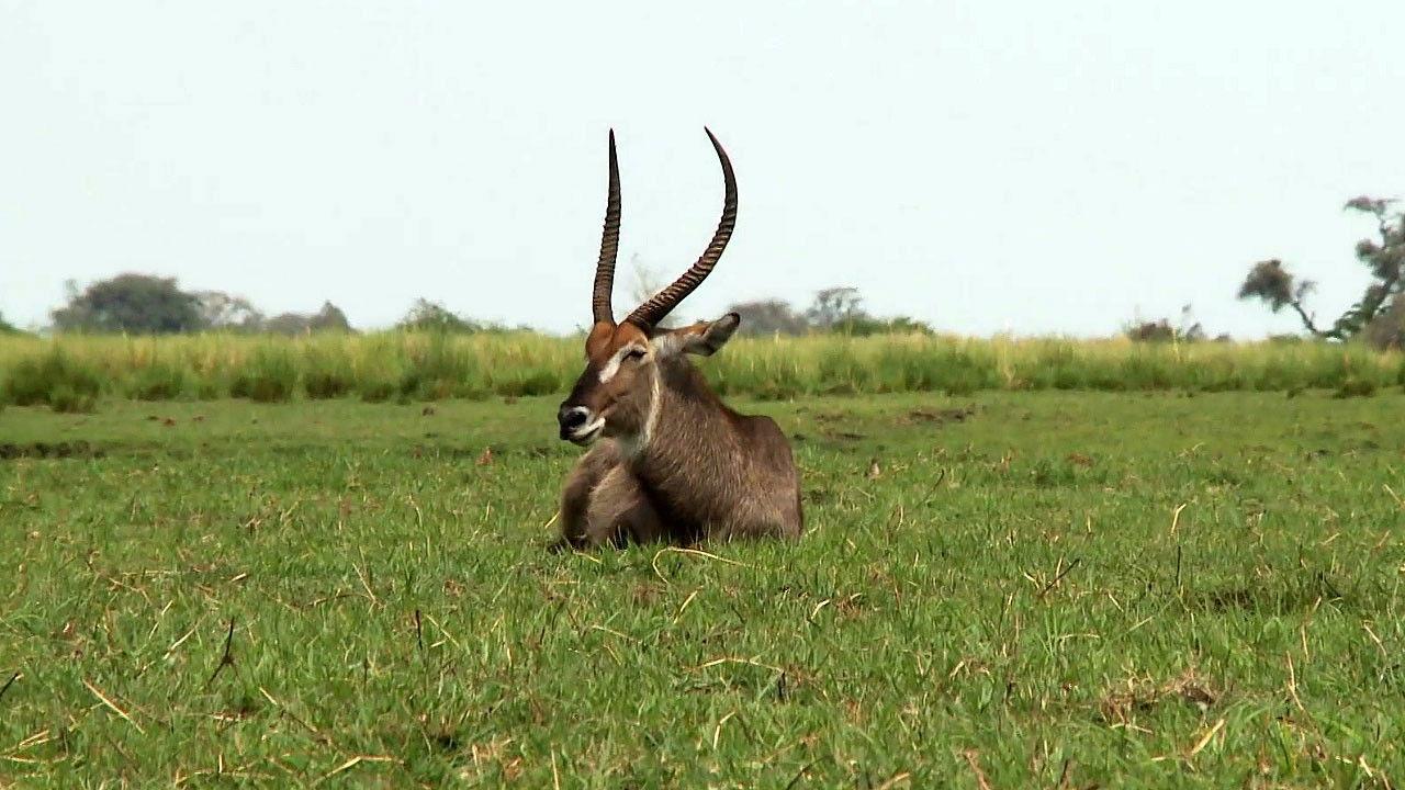 Africká abeceda backdrop