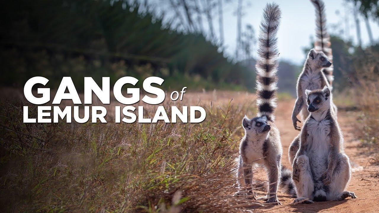 Gangs of Lemur Island backdrop