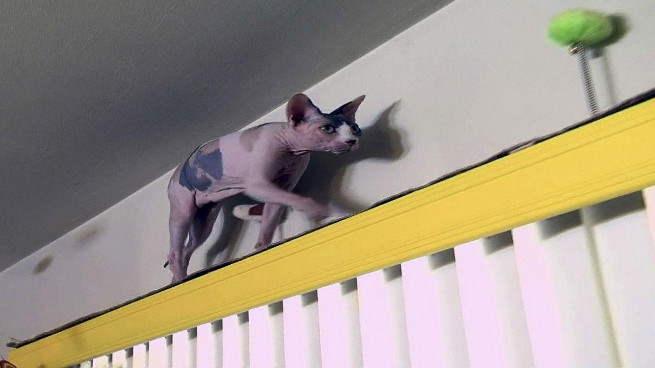 Fifi's Ruining My Love Life