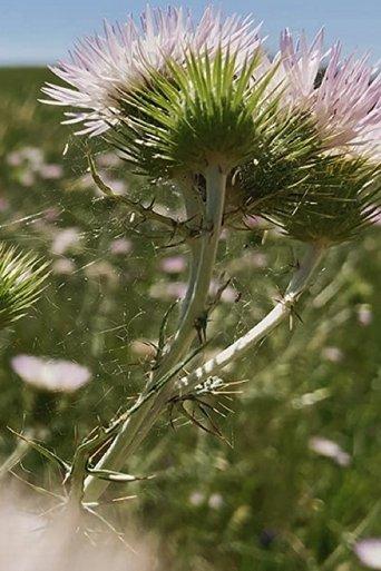 Fiori, Fiori, Fiori! film afişi