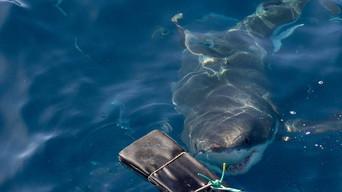 Careful, There's Humans Up There