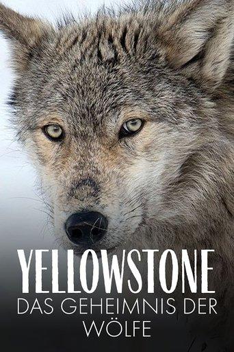 Yellowstone: The Mystery of the Wolves film afişi