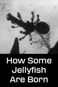 How Some Jellyfish Are Born film afişi