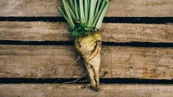 Sugar, Feather Dusters, Balloons