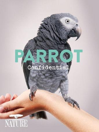 Parrot Confidential film afişi