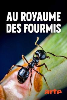 Au royaume des fourmis dizi afişi