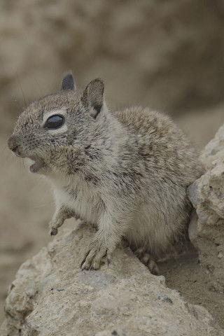 San Diego: America's Wildest City film afişi