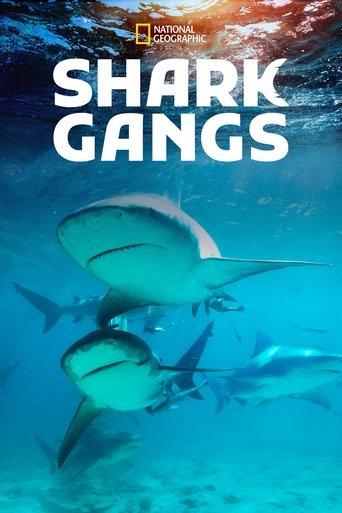 Shark Gangs film afişi