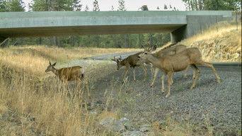 Wildlife Crossings, Behind the Scenes, Sand Labyrinth