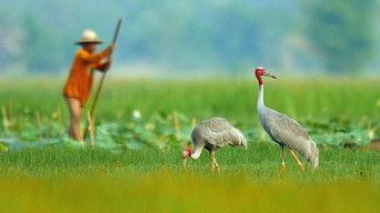 Thailand: Coming of Age