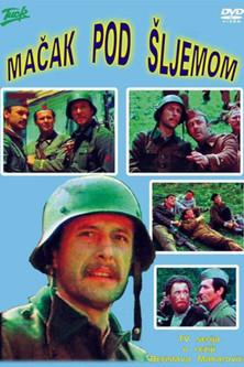 Cat Under a Helmet dizi afişi