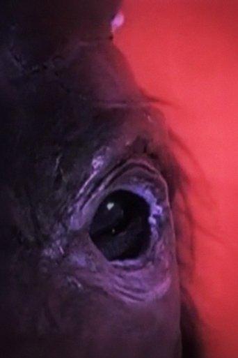 Dog Day - Rome film afişi