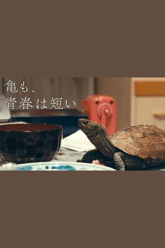亀も、青春は短い film afişi