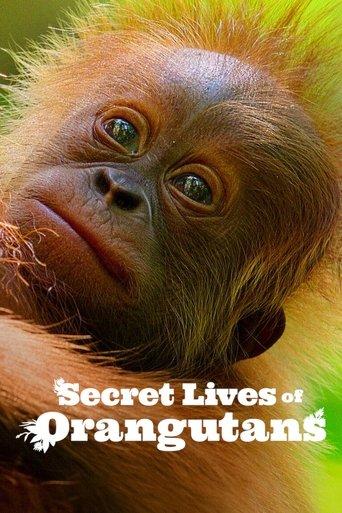 Secret Lives of Orangutans film afişi