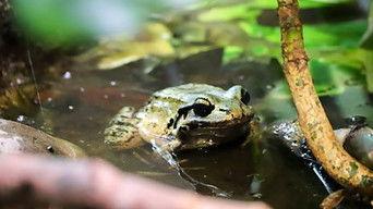 Lion and Chicken Frog