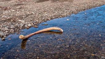 Woolly Mammoths Last Stand