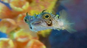 Old School vs. New School