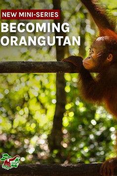 Becoming Orangutan dizi afişi