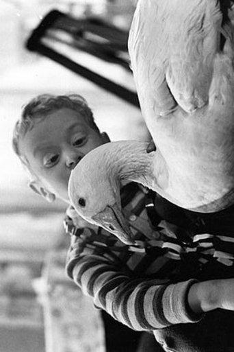 Peterle und die Weihnachtsgans Auguste film afişi