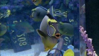 Swimming with the Sharks