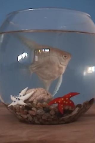 El gabinete del doctor mojado - Piloto CNTV film afişi