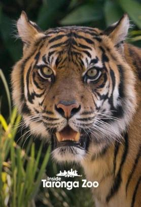Inside Taronga Zoo dizi afişi