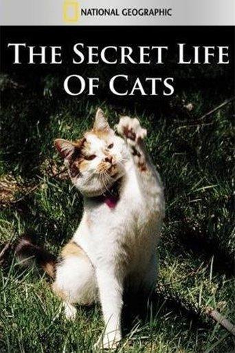 The Secret Life of Cats film afişi