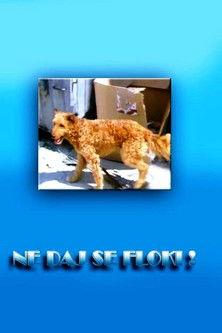 Don't Give in, Flockey! dizi afişi