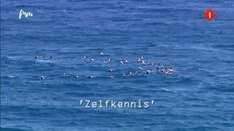 Zelfkennis (Self-knowledge)