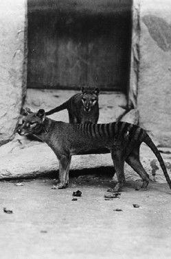 Thylacine Film film afişi
